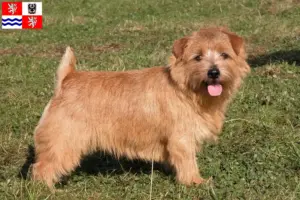 Přečtete si více ze článku Chovatelé norfolk teriérů a štěňat ve Středočeském kraji