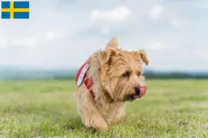 Přečtete si více ze článku Chovatelé norfolk teriérů a štěňat ve Švédsku
