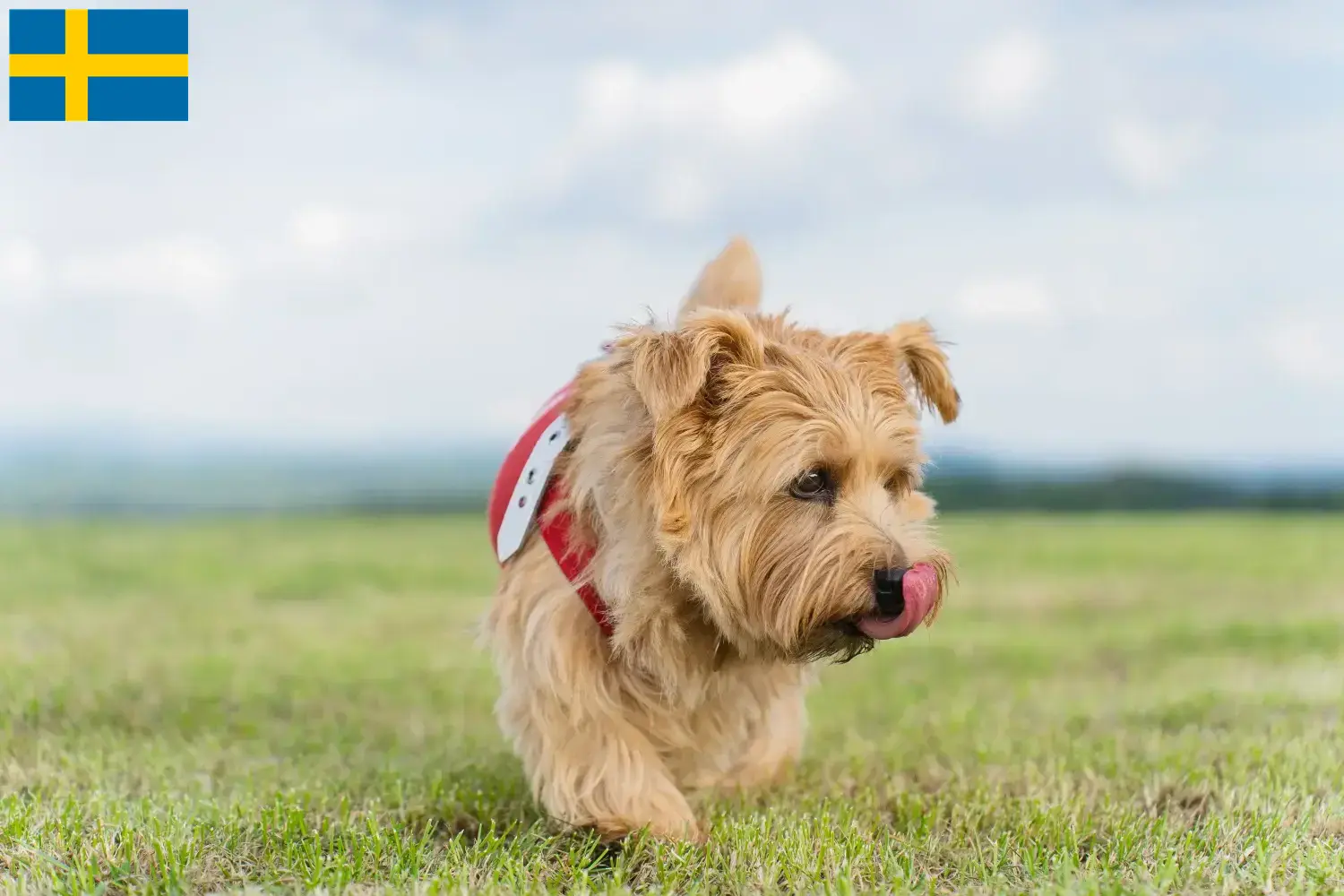 Norfolk teriér štěňata a chovatelé Švédsko Zde najdete chovatele norfolk teriérů ve Švédsku.