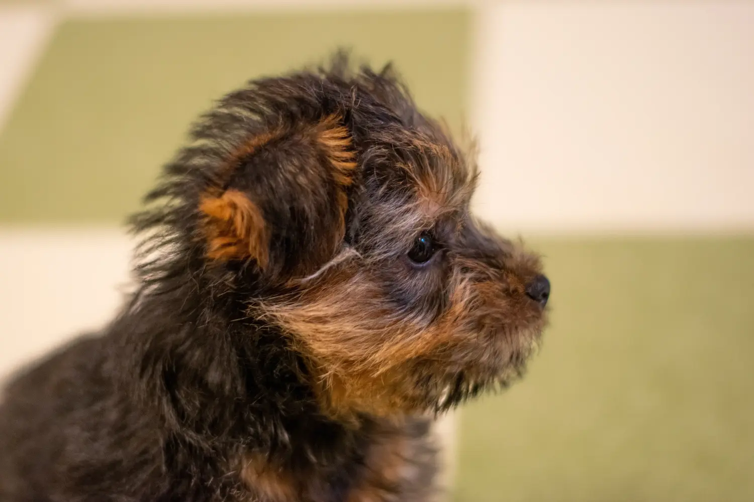 Koupit si štěně norfolk teriéra znamená převzít odpovědnost! Prodám štěňata norfolk teriéra.