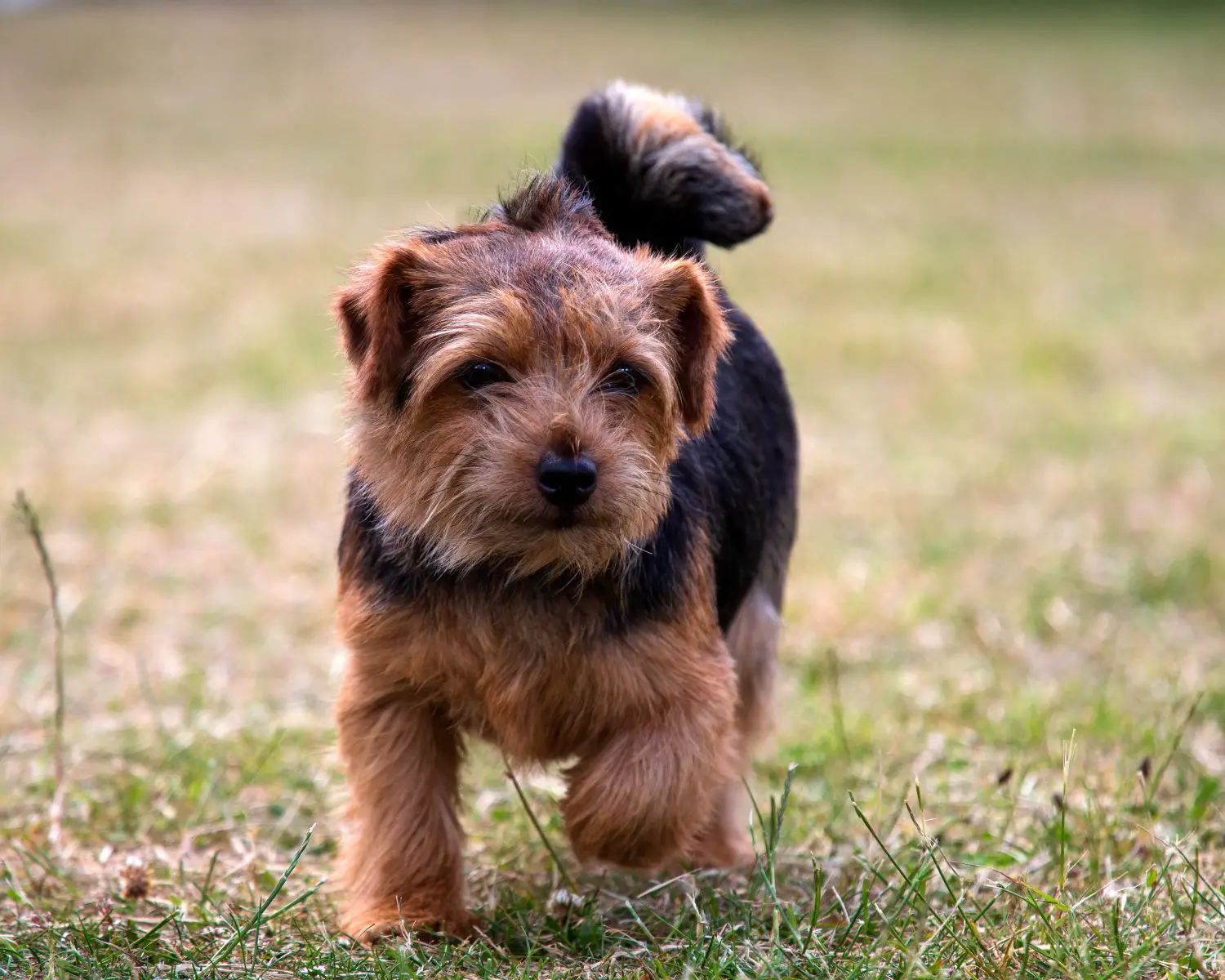 Koupit si štěně norfolk teriéra znamená převzít odpovědnost! Prodám štěňata norfolk teriéra.