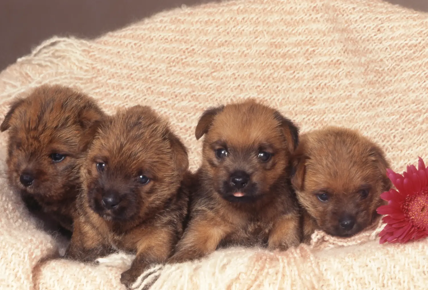 Koupit si štěně norfolk teriéra znamená převzít odpovědnost! Prodám štěňata norfolk teriéra.