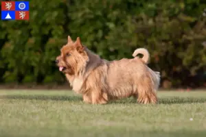 Přečtete si více ze článku Chovatelé norwich teriérů a štěňat v Liberci