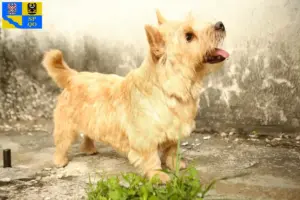 Přečtete si více ze článku Chovatelé norwich teriérů a štěňat v Olomouci