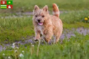 Přečtete si více ze článku Chovatelé norwich teriérů a štěňat v Plzni