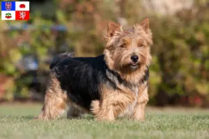 Přečtete si více ze článku Chovatelé norwich teriérů a štěňat na Vysočině