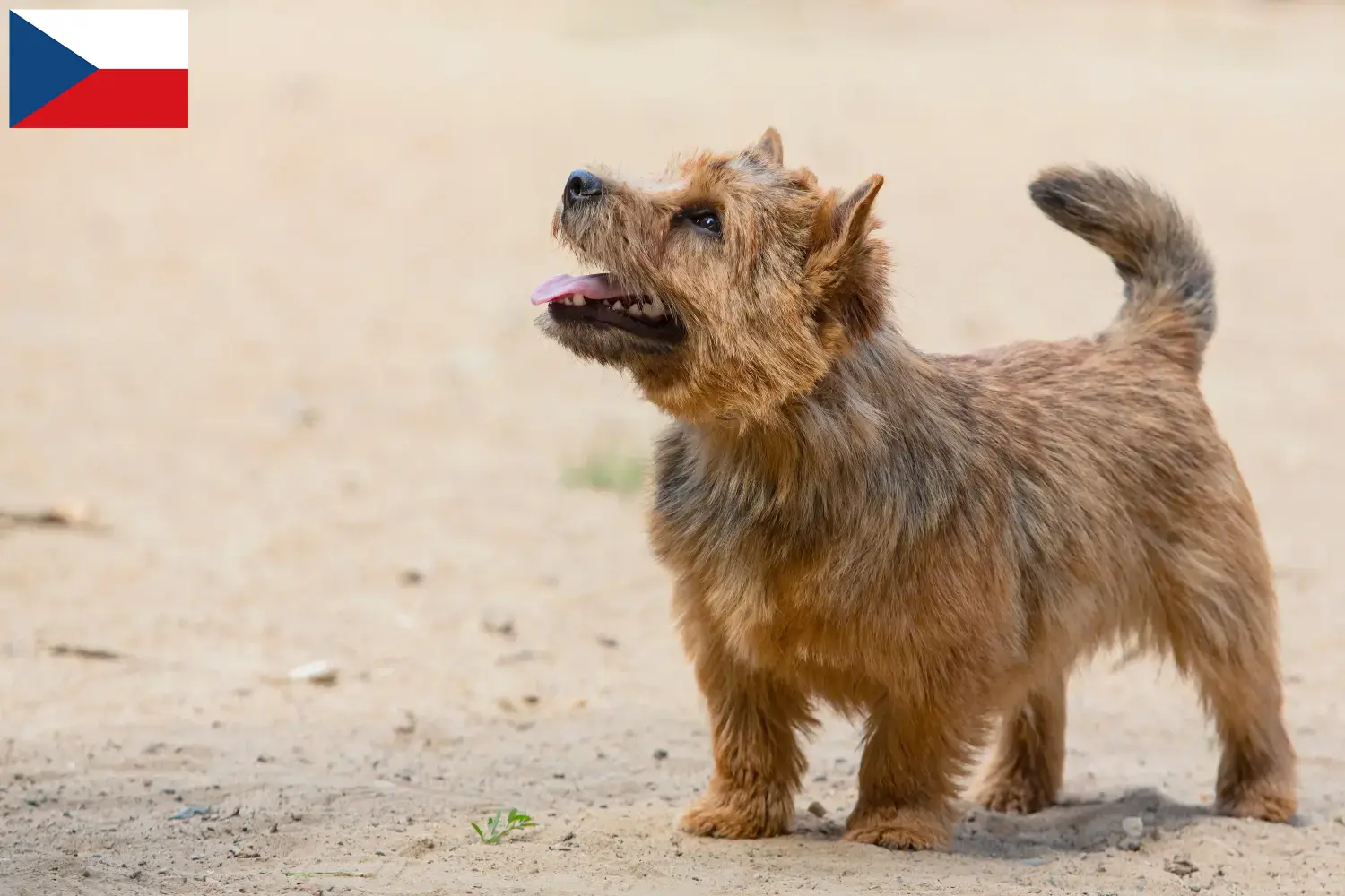Norwich teriér štěňata a chovatelé Česká republika Najděte chovatele norwichských teriérů v České republice.