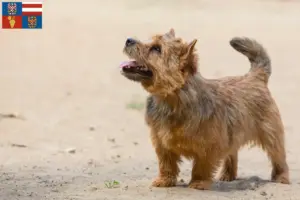 Přečtete si více ze článku Chovatelé norwich teriérů a štěňat na jižní Moravě
