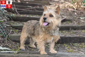 Přečtete si více ze článku Chovatelé norwich teriérů a štěňat ve Středočeském kraji