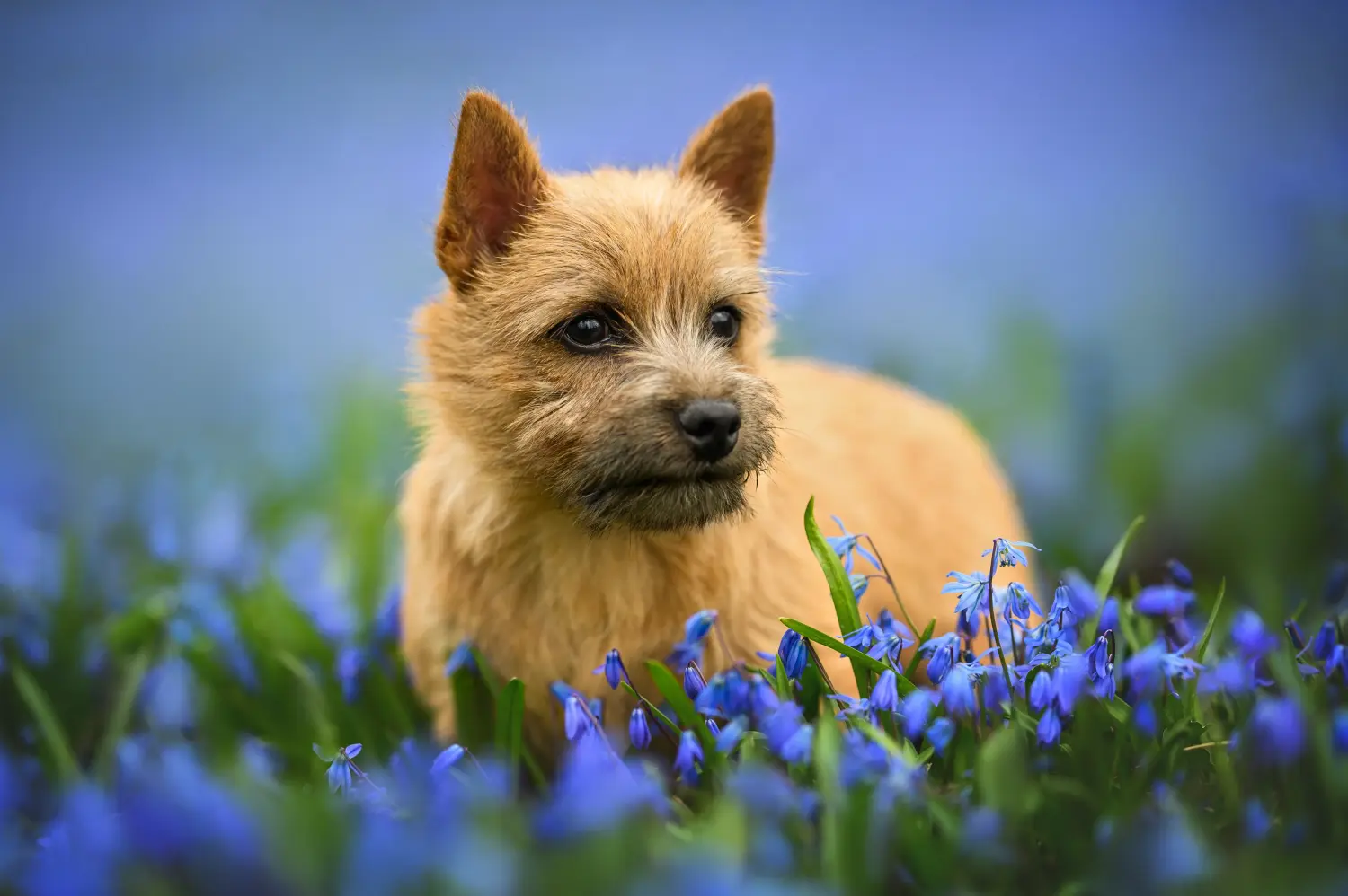 Koupit si štěně norwichského teriéra znamená převzít odpovědnost! Prodám štěňata norwichského teriéra.