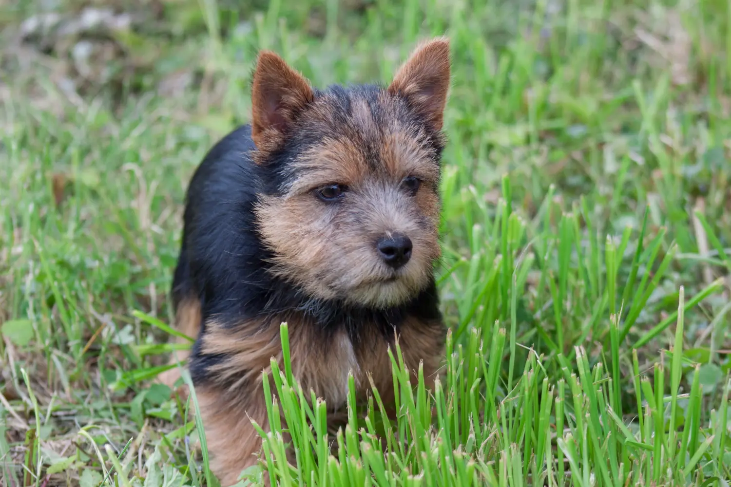 Koupit si štěně norwichského teriéra znamená převzít odpovědnost! Prodám štěňata norwichského teriéra.