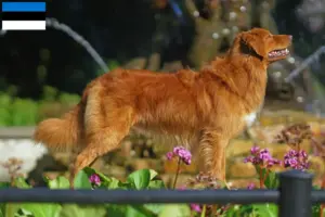 Přečtete si více ze článku Nova Scotia Duck Tolling Retriever chovatelé a štěňata v Estonsku