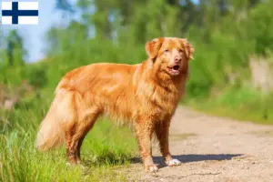 Přečtete si více ze článku Nova Scotia Duck Tolling Retriever chovatelé a štěňata ve Finsku