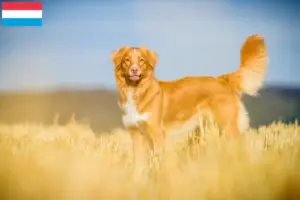 Přečtete si více ze článku Nova Scotia Duck Tolling Retriever chovatelé a štěňata v Lucembursku