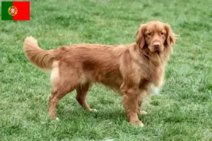 Přečtete si více ze článku Nova Scotia Duck Tolling Retriever chovatelé a štěňata v Portugalsku