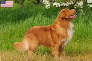 Přečtete si více ze článku Nova Scotia Duck Tolling Retriever Chovatelé a štěňata v USA