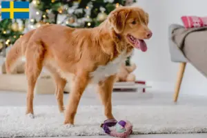 Přečtete si více ze článku Nova Scotia Duck Tolling Retriever chovatelé a štěňata ve Švédsku