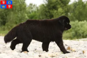 Přečtete si více ze článku Chovatelé novofundlanďanů a štěňat v Hradci Králové