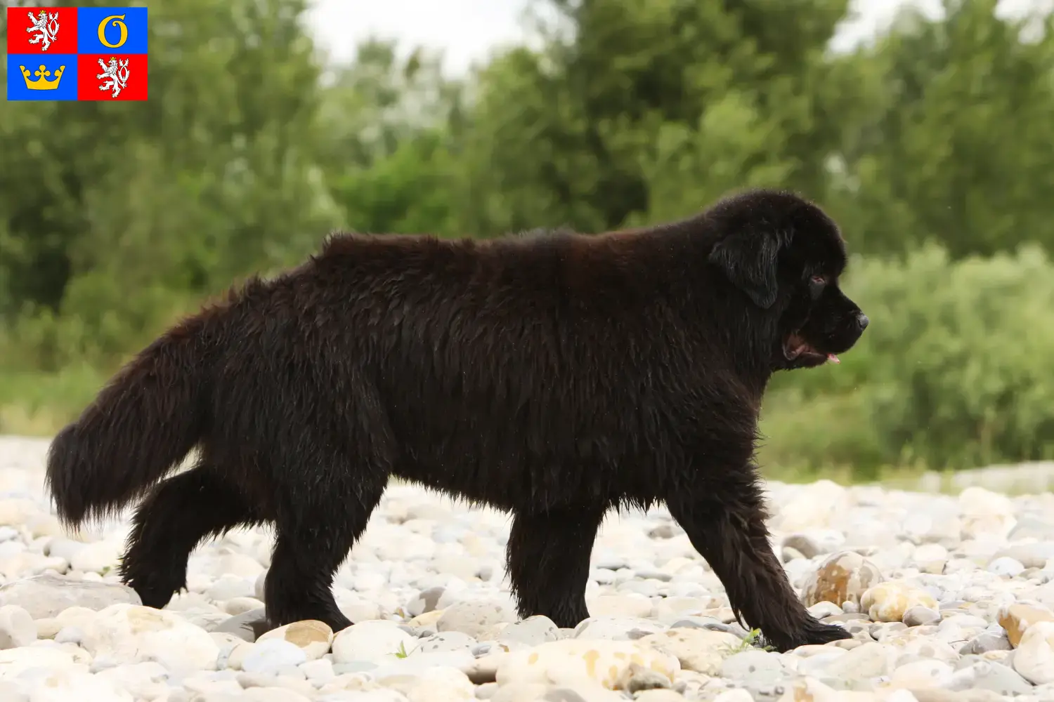 Přečtete si více ze článku Chovatelé novofundlanďanů a štěňat v Hradci Králové