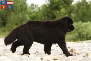 Přečtete si více ze článku Chovatelé novofundlanďanů a štěňat na jižní Moravě