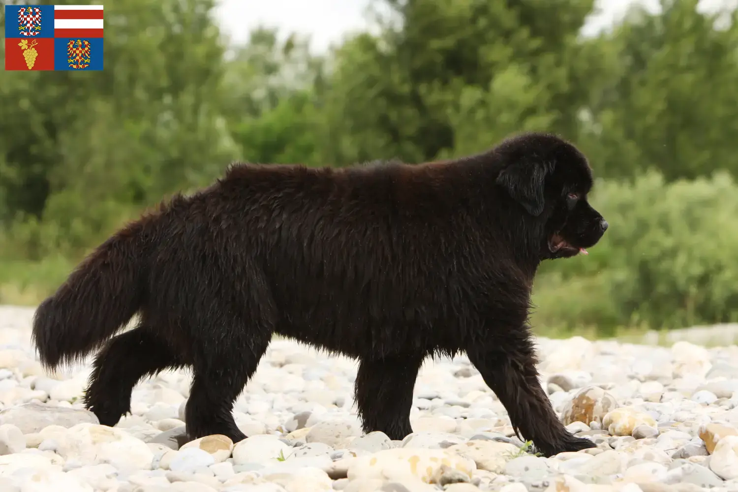 Přečtete si více ze článku Chovatelé novofundlanďanů a štěňat na jižní Moravě