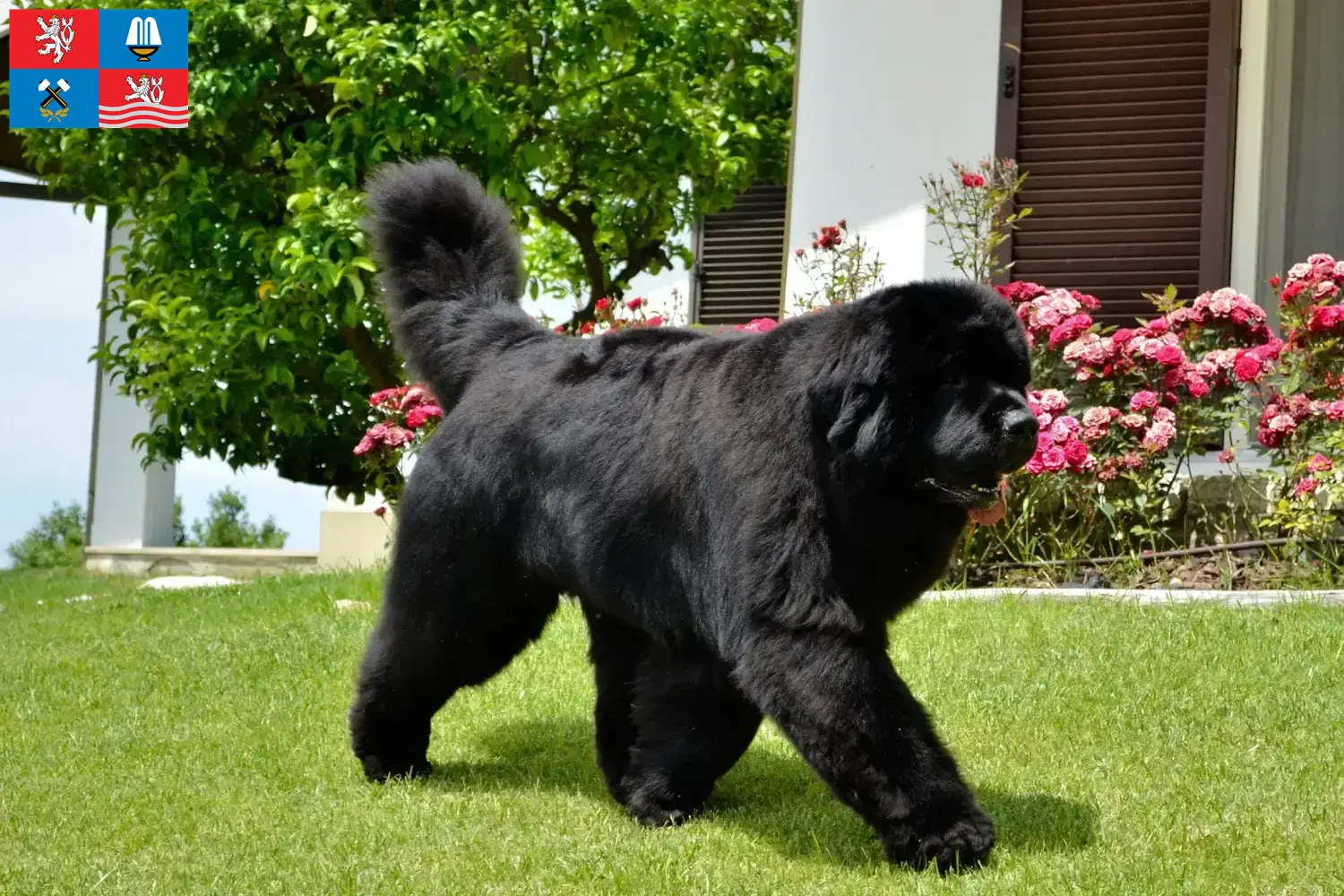 Přečtete si více ze článku Chovatelé novofundlanďanů a štěňat v Karlových Varech