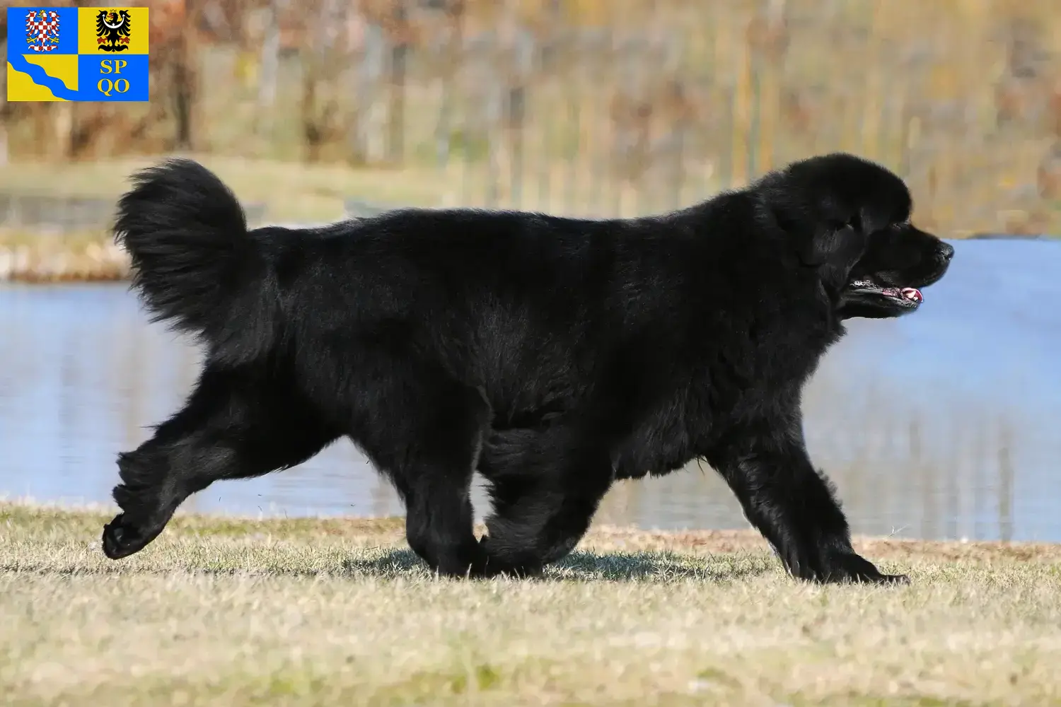 Přečtete si více ze článku Chovatelé novofundlanďanů a štěňat v Olomouci