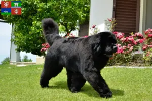 Přečtete si více ze článku Chovatelé novofundlanďanů a štěňat v Ústí