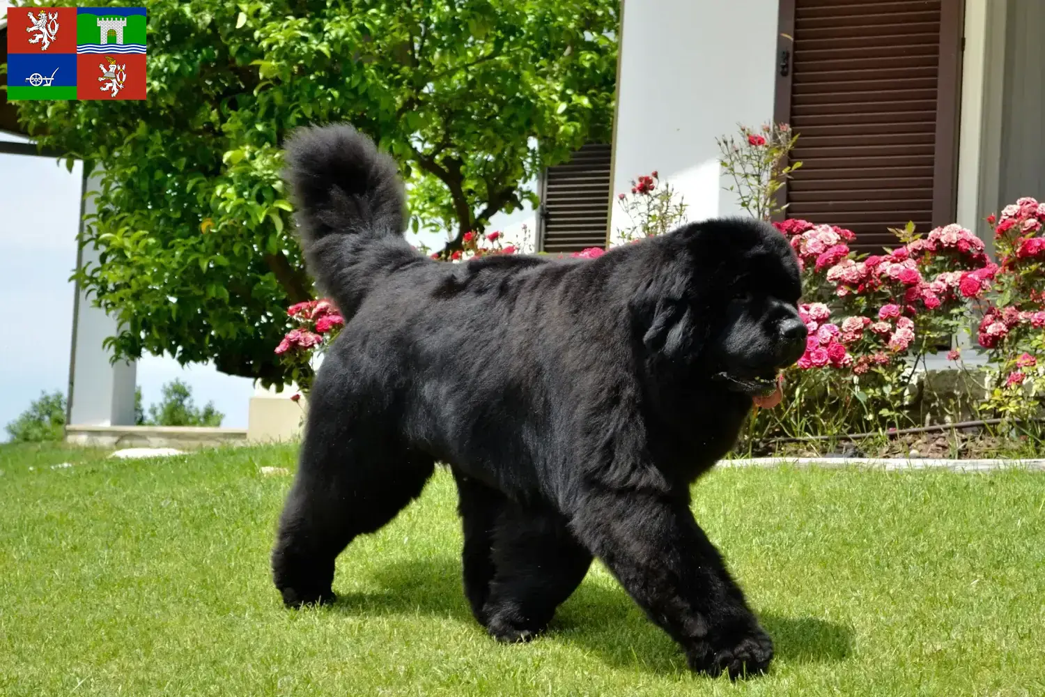 Přečtete si více ze článku Chovatelé novofundlanďanů a štěňat v Ústí