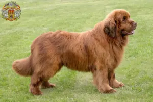 Přečtete si více ze článku Chovatelé novofundlanďanů a štěňat v Praze