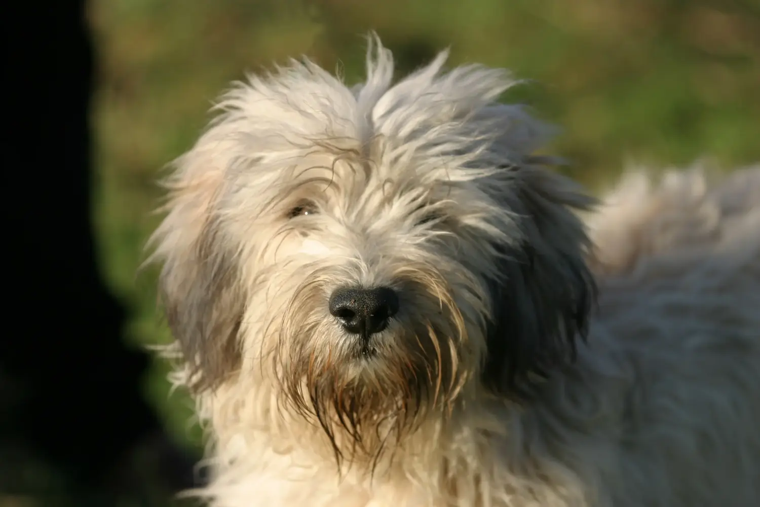 Koupit si štěně PON znamená převzít odpovědnost! Prodám štěňata PON.