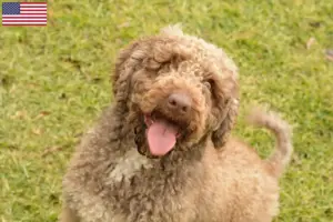 Přečtete si více ze článku Chovatelé a štěňata perro de Agua Español v USA