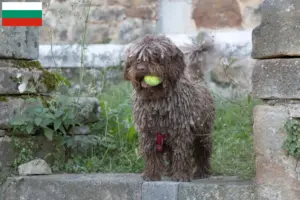 Přečtete si více ze článku Chovatelé a štěňata Perro de Agua Español v Bulharsku
