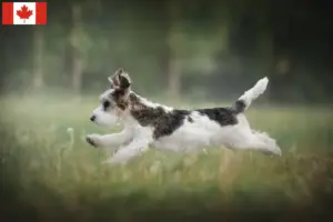 Přečtete si více ze článku Petit Basset Griffon Vendéen chovatelé a štěňata v Kanadě