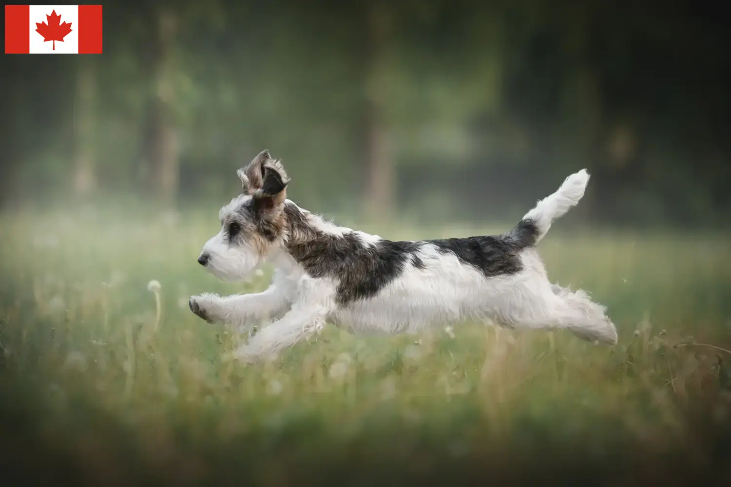 Přečtete si více ze článku Petit Basset Griffon Vendéen chovatelé a štěňata v Kanadě