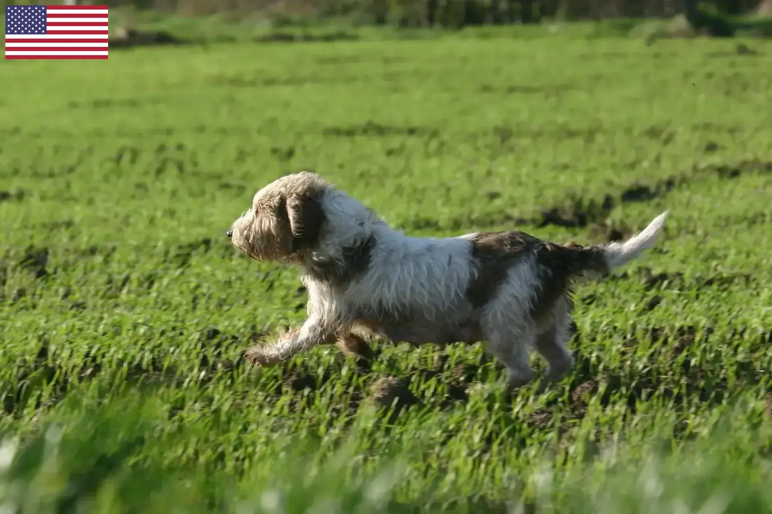 Přečtete si více ze článku Petit Basset Griffon Vendéen chovatelé a štěňata v USA