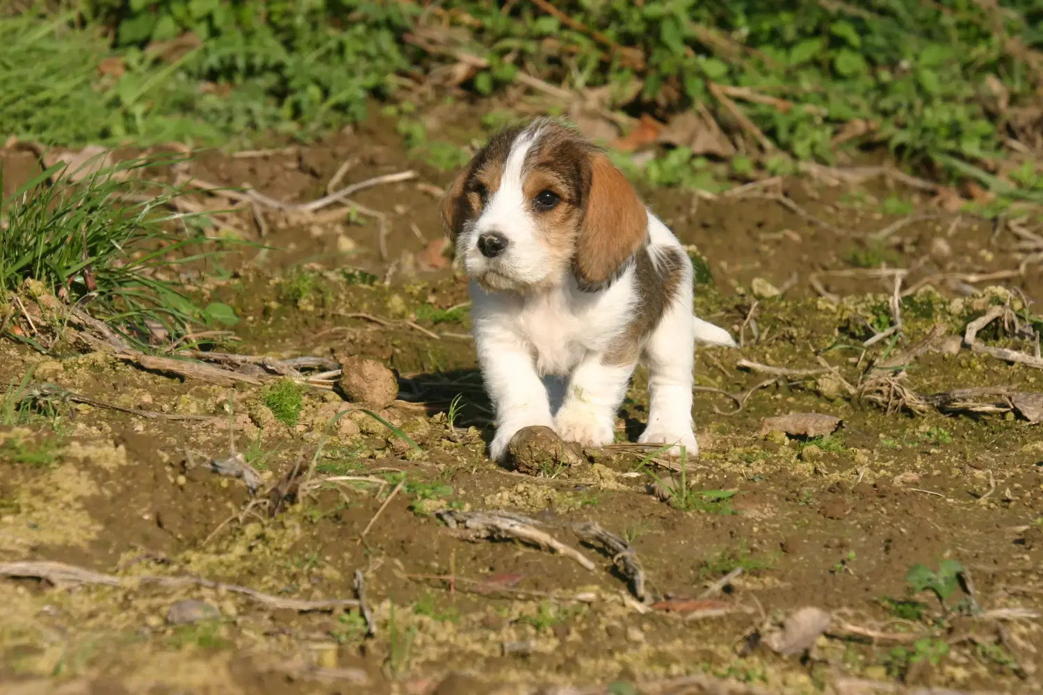 Koupit si štěně Petit Basset Griffon Vendéen znamená převzít odpovědnost! Petit Basset Griffon Vendéen štěňata na prodej.