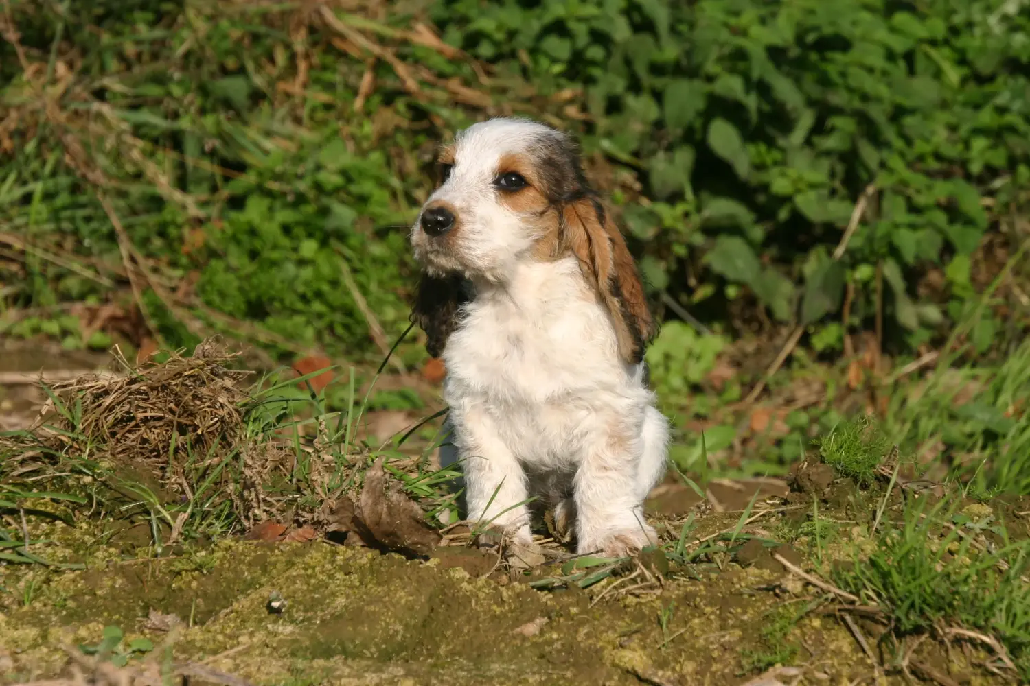 Koupit si štěně Petit Basset Griffon Vendéen znamená převzít odpovědnost! Petit Basset Griffon Vendéen štěňata na prodej.
