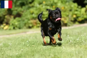 Přečtete si více ze článku Chovatelé a štěňata Petit Brabançon ve Francii