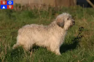Přečtete si více ze článku Chovatelé PON a štěňata v Liberci