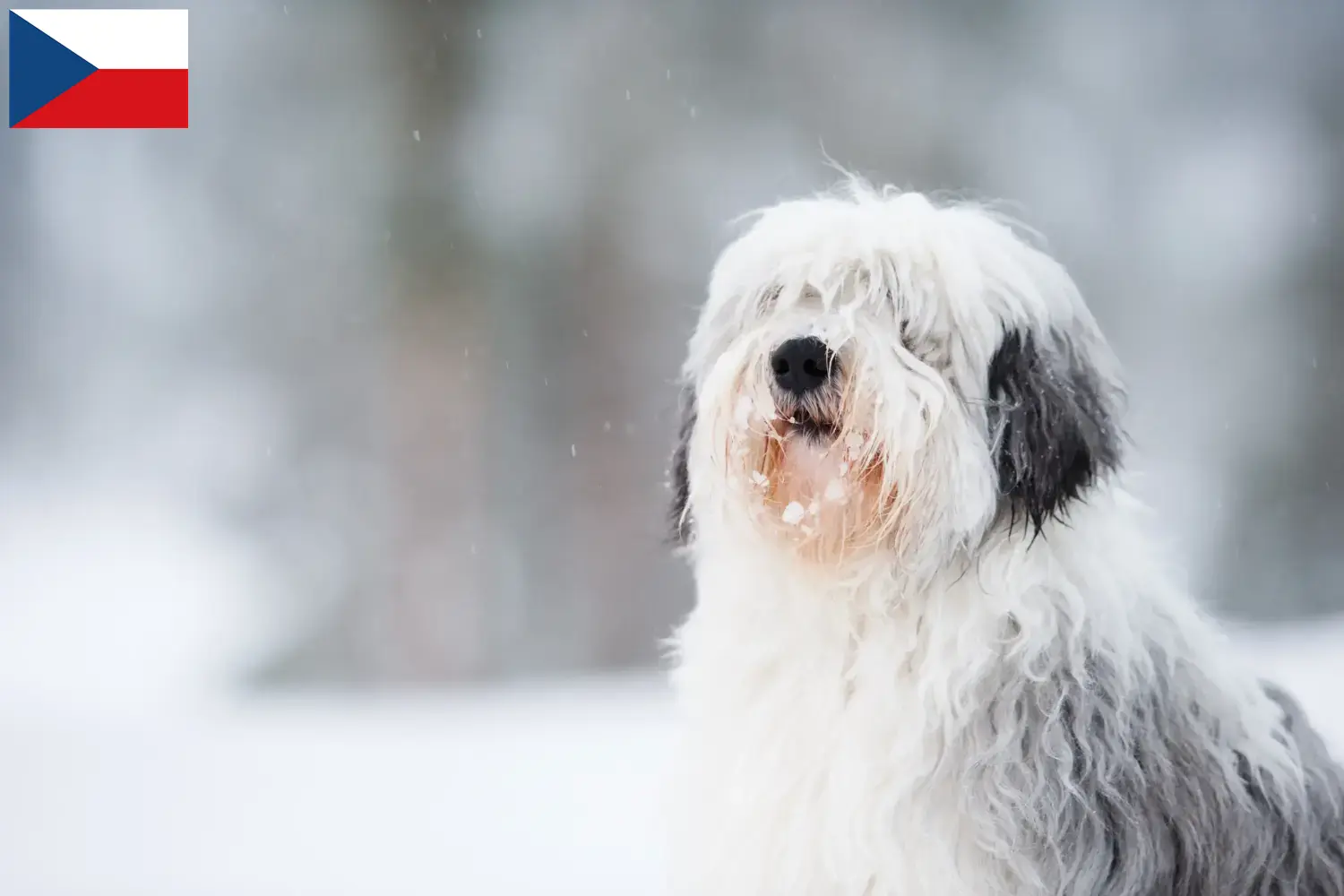 PON štěňata a chovatelé Česká republika Zde najdete chovatele PON v České republice.