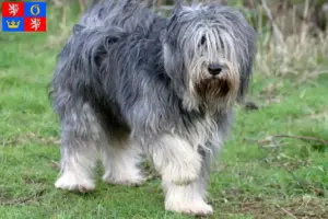 Přečtete si více ze článku Chovatelé PON a štěňata v Hradci Králové