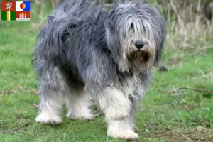 Přečtete si více ze článku Chovatelé PON a štěňata v jižních Čechách