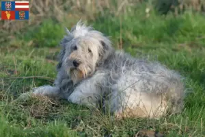 Přečtete si více ze článku Chovatelé PON a štěňata na jižní Moravě