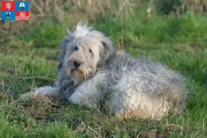 Přečtete si více ze článku Chovatelé PON a štěňata v Karlových Varech
