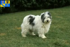 Přečtete si více ze článku Chovatelé PON a štěňata v Olomouci