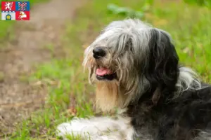 Přečtete si více ze článku Chovatelé PON a štěňata v Pardubicích