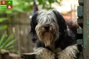 Přečtete si více ze článku Chovatelé PON a štěňata v Plzni