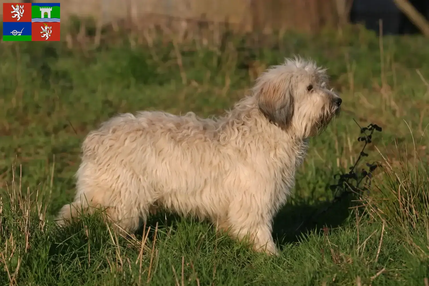 Přečtete si více ze článku Chovatelé PON a štěňata v Ústí