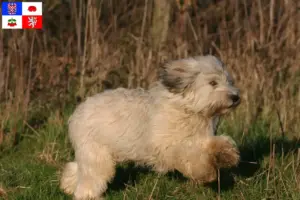 Přečtete si více ze článku Chovatelé PON a štěňata na Vysočině